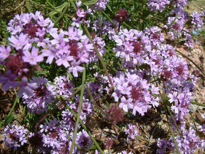 Lilac verbena