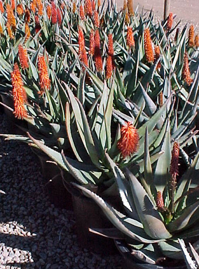 Plant photo of: Aloe ferox