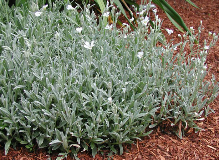 Plant photo of: Cerastium tomentosum