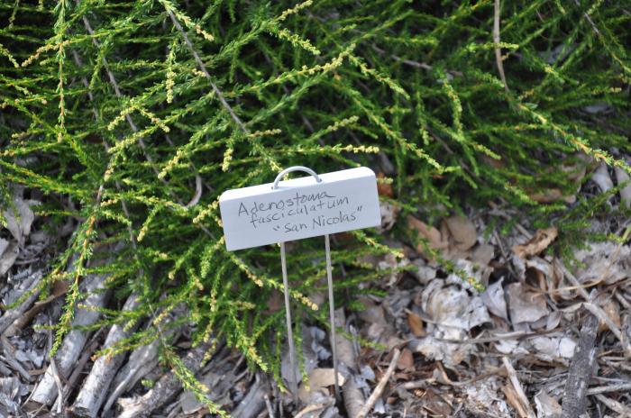 Plant photo of: Adenostoma fasciculatum 'Nicolas'