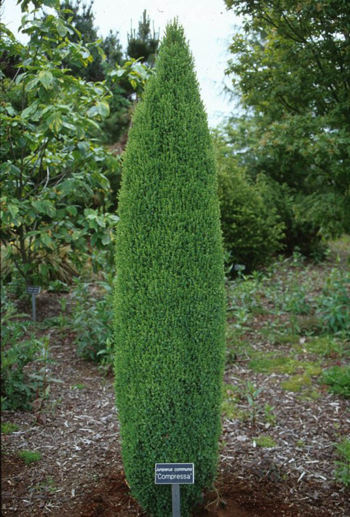 Plant photo of: Juniperus communis 'Compressa''