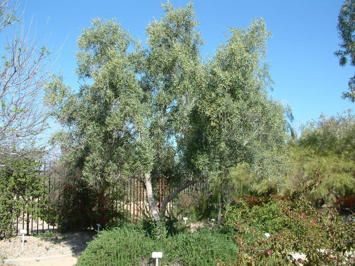Plant photo of: Olea europaea