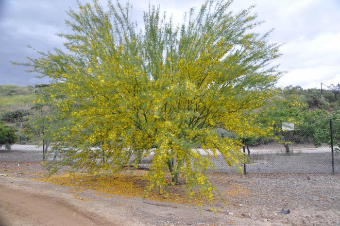 Plant photo of: Parkinsonia 'Desert Museum'