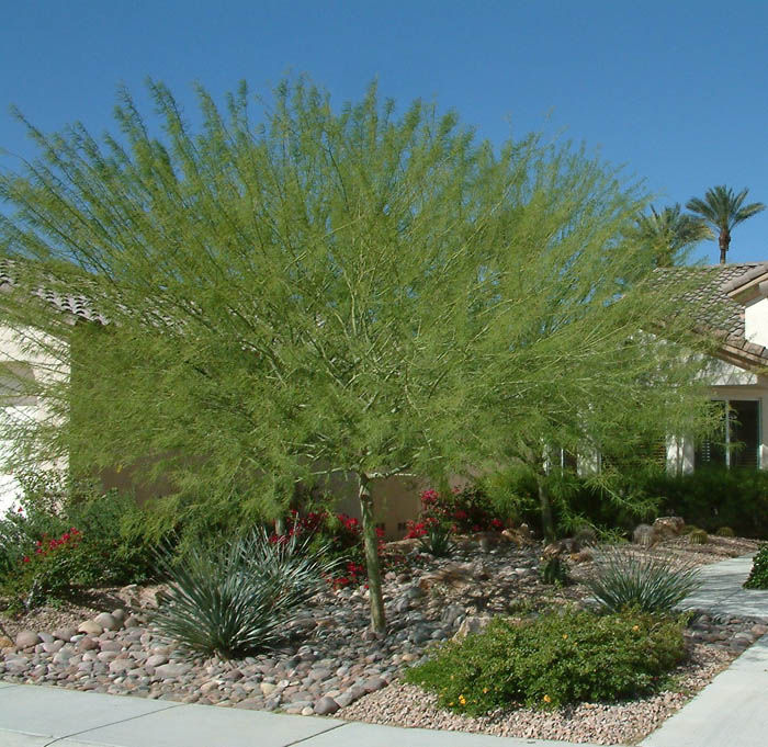 Plant photo of: Parkinsonia 'Desert Museum'
