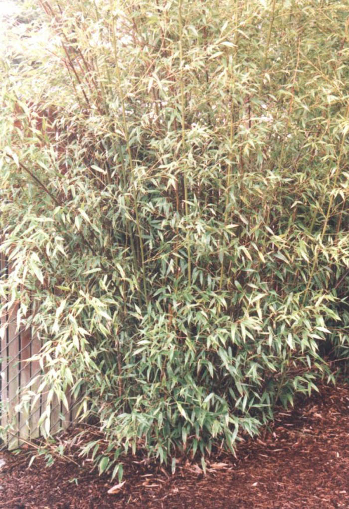 Black  Bamboo