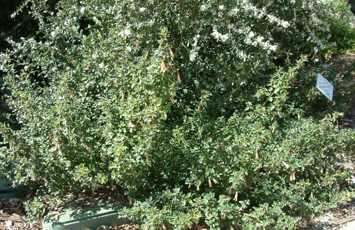 Australian Fuchsia