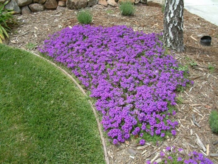 Verbena peruviana 'Homestead Purple'