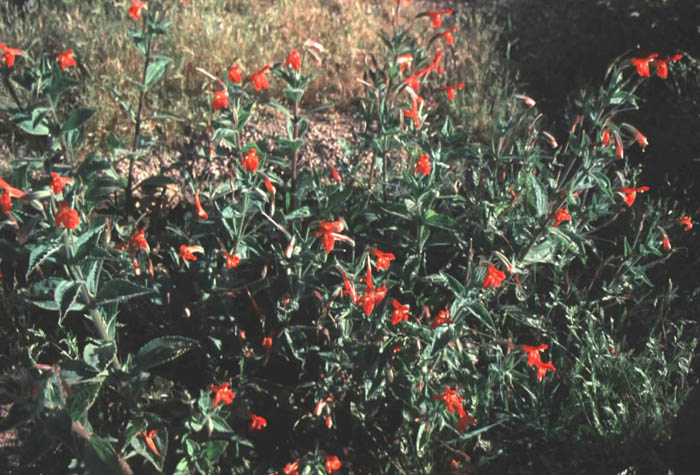 Plant photo of: Mimulus cardinalis