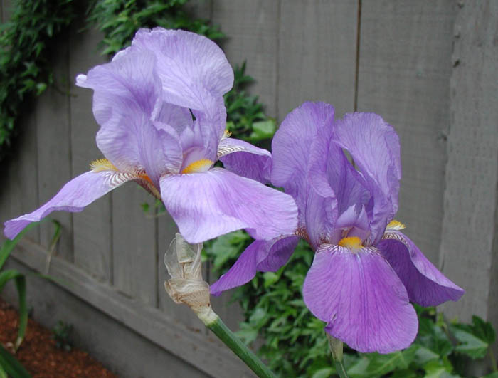 Plant photo of: Iris bearded 'Breakers'