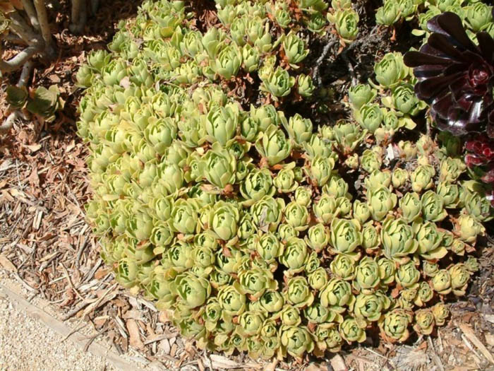 Plant photo of: Aeonium undulatum