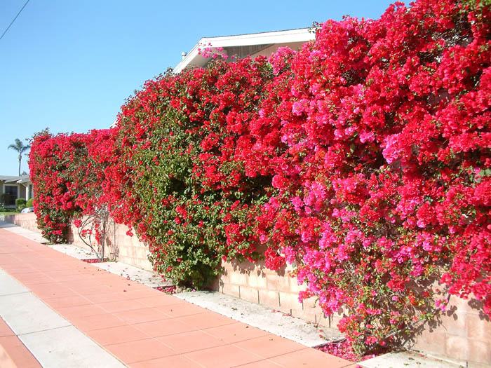 Plant photo of: Bougainvillea 'San Diego Red'