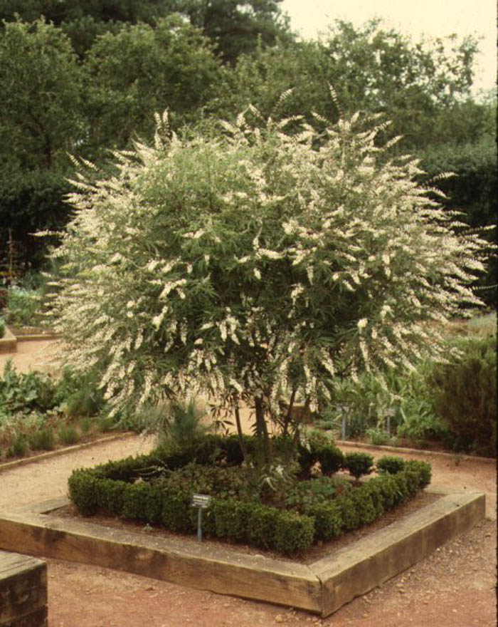 Plant photo of: Vitex agnus-castus