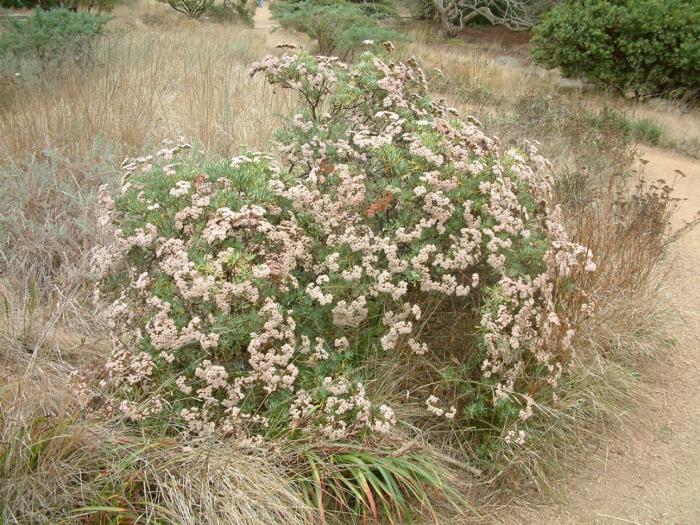 Plant photo of: Eriogonum fasciculatum