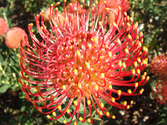 Plant photo of: Protea cultivars