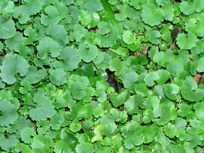 Plant photo of: Campanula portenschlagiana