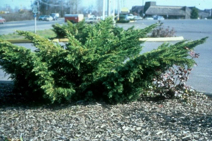 Plant photo of: Juniperus chinensis pfitzeriana