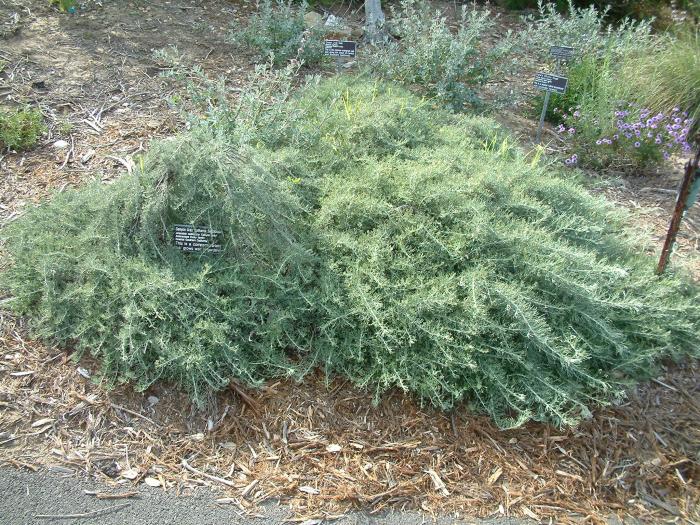 Plant photo of: Artemisia californica 'Canyon Gray'