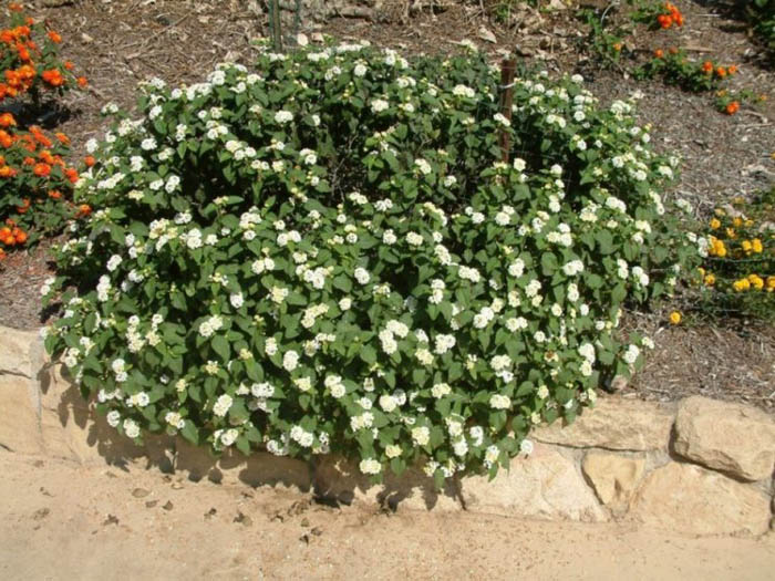 Plant photo of: Lantana montevidensis 'White'