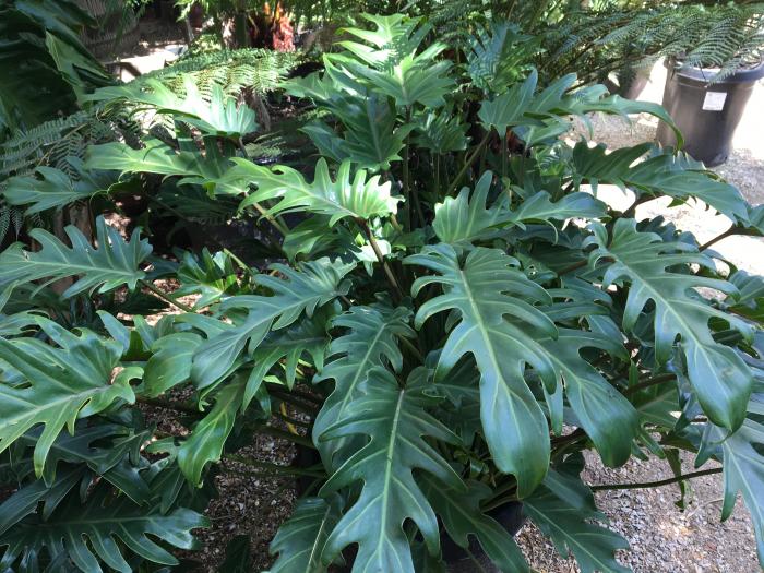 Plant photo of: Philodendron x Xanadu