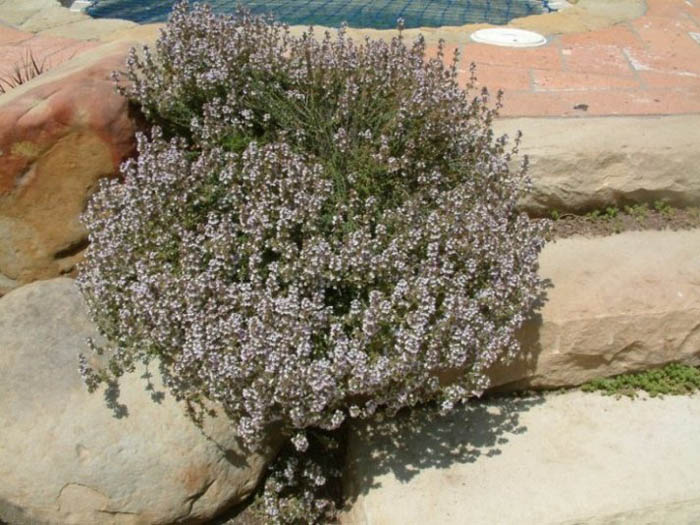 Plant photo of: Thymus serpyllum 'Purple Carpet'