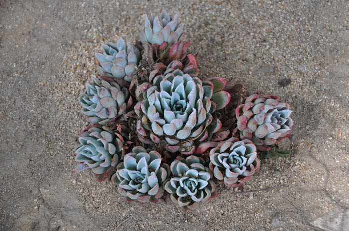 Purple Queen Hens and Chicks