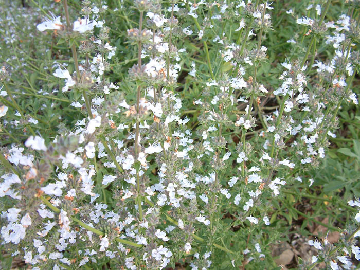 Plant photo of: Salvia 'Pozo Blue'