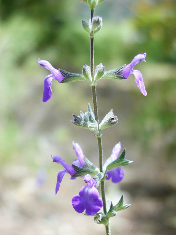 Plant photo of: Salvia coahuilensis