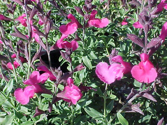 Salvia greggii 'Sierra Linda'