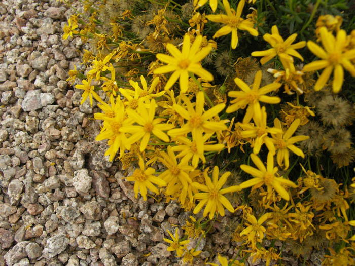 Plant photo of: Chrysactinia mexicana
