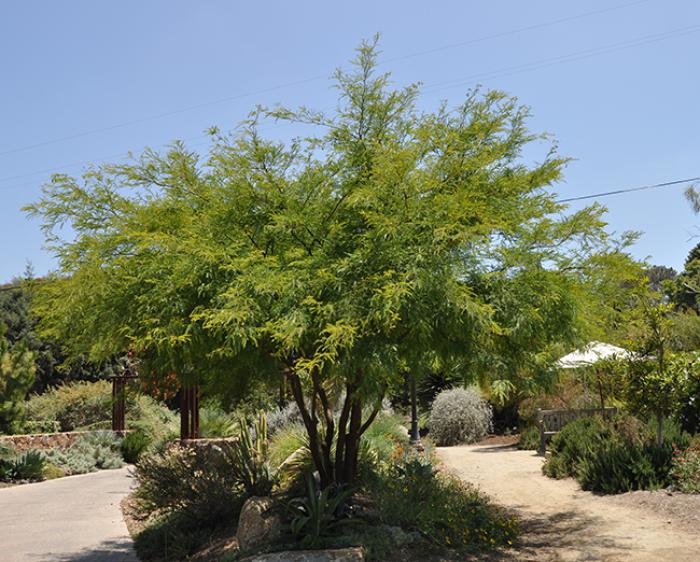 Thornless Chilean Mesquite