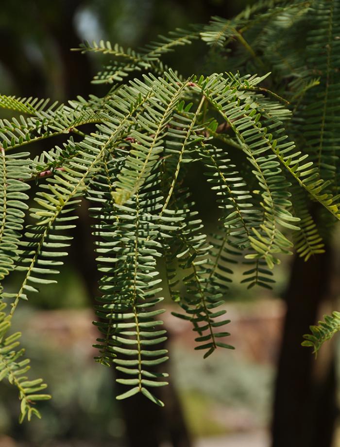 Plant photo of: Prosopis chilensis 'Thornless'