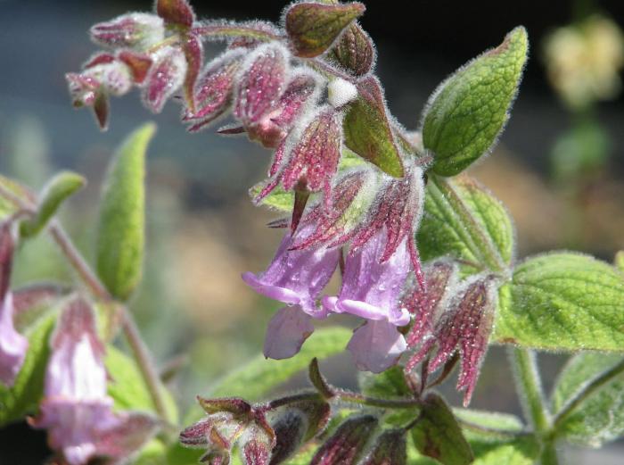 Plant photo of: Lepechinia fragrans