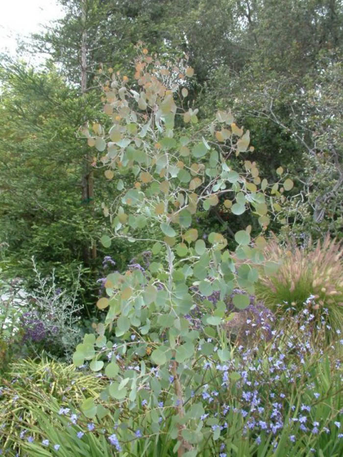 Plant photo of: Eucalyptus polyanthemos