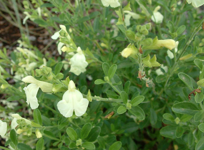 Plant photo of: Salvia greggii 'Alba'