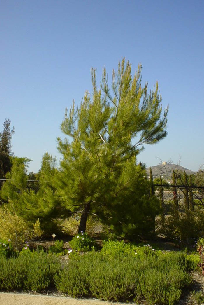 Plant photo of: Pinus halepensis