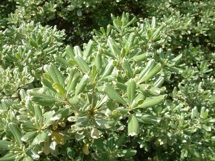 Plant photo of: Pittosporum tobira 'Variegata'