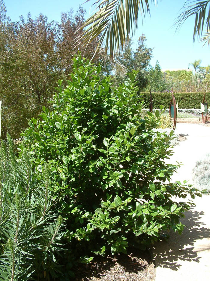 Plant photo of: Viburnum tinus
