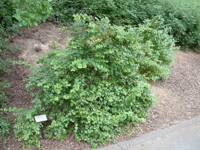 Plant photo of: Ribes speciosum