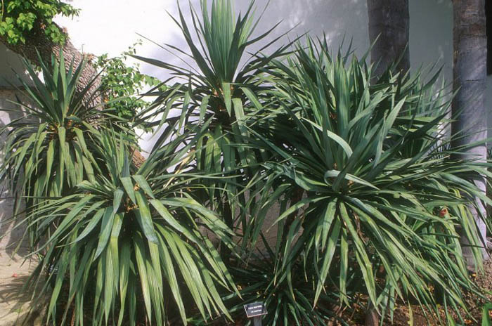 Plant photo of: Yucca recurvifolia