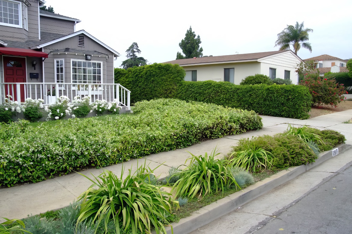 Scented Jasmine Groundcover