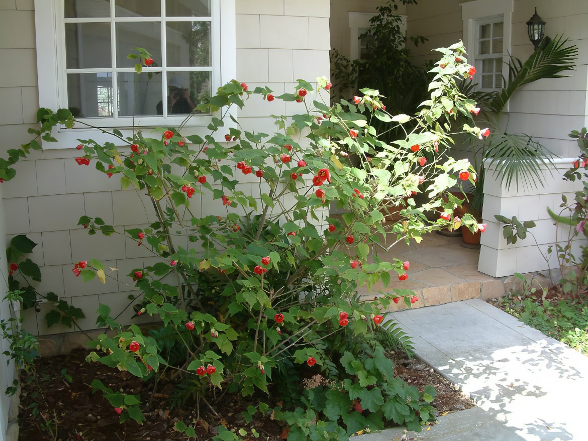 Attractive Abutilon Shrub