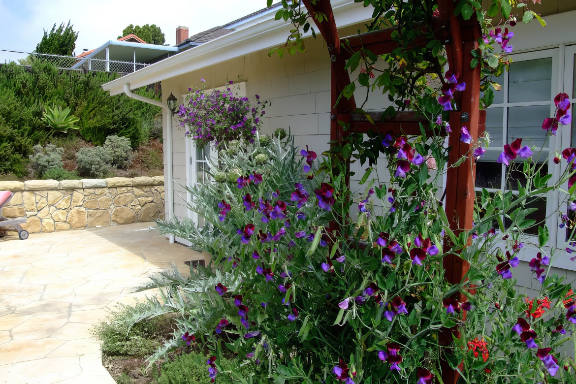 Sweet Pea Vine