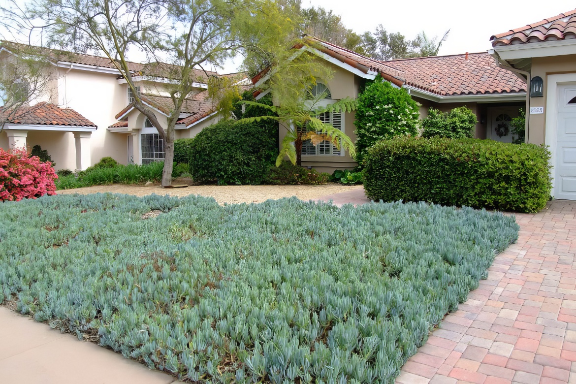 Succulent Corner Garden