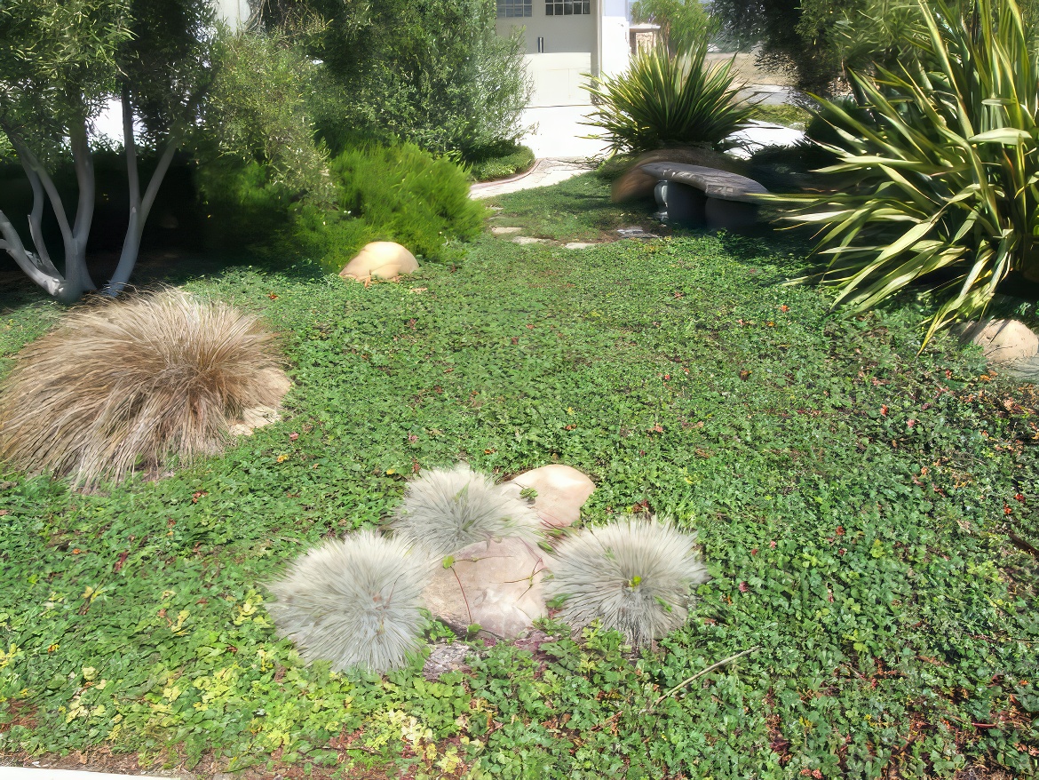 Attractive Groundcover