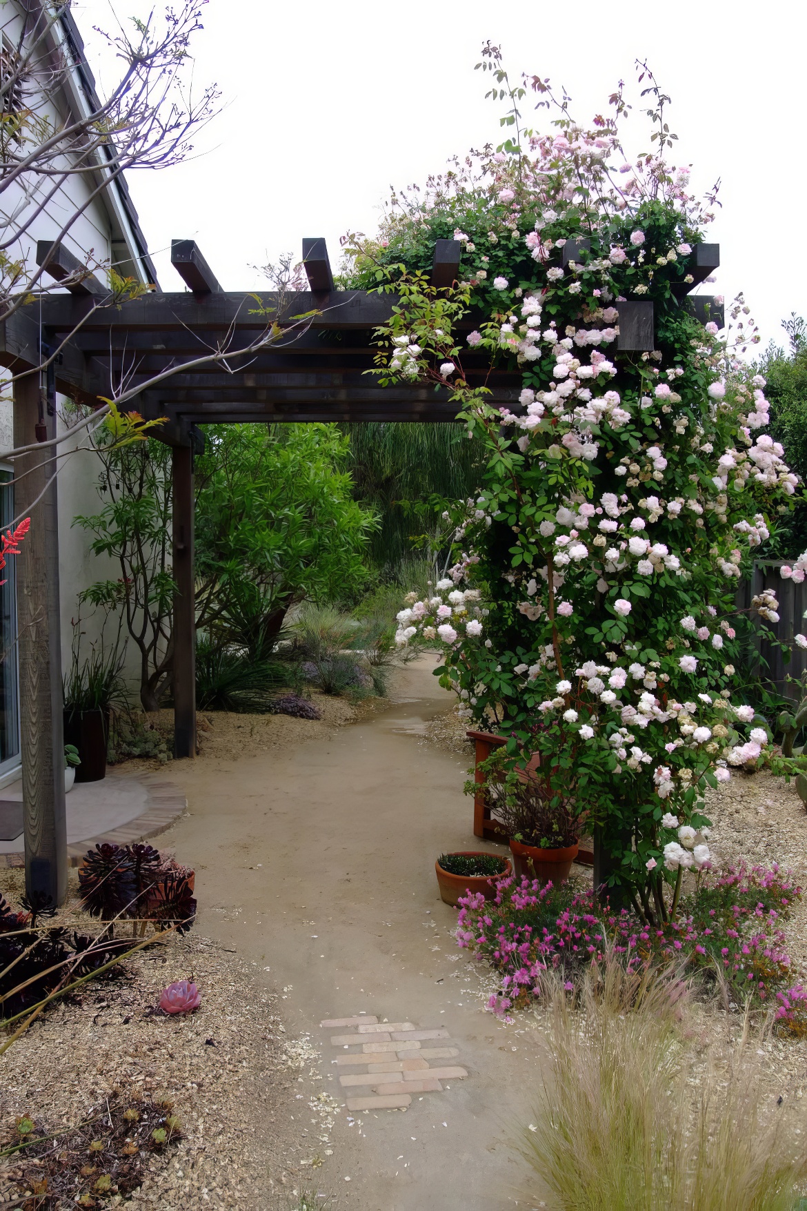 Ice Pink on the Trellis