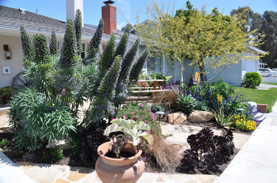 Echium Spikes World Record