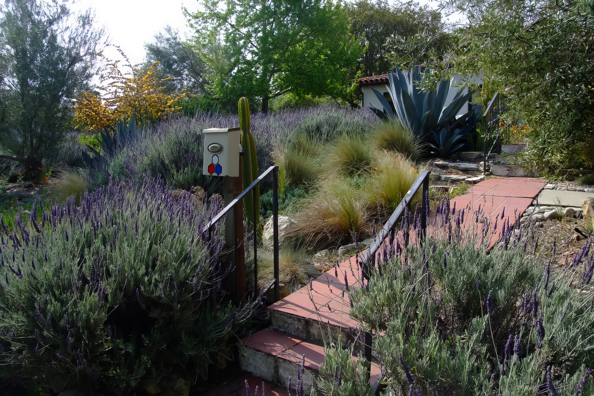 Lavender Flanks Steps