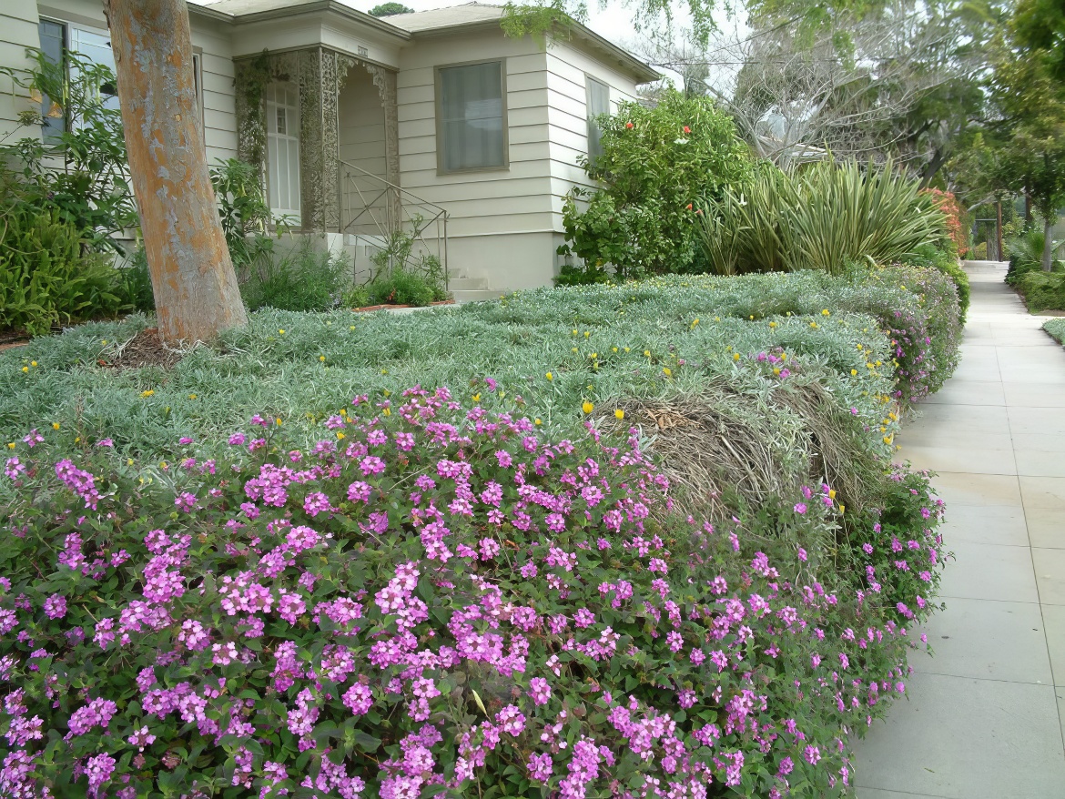 Thick Dense Front Yard Loveliness