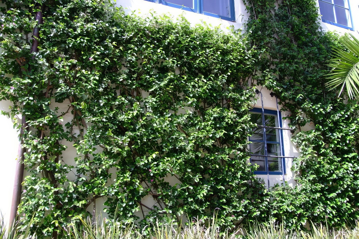 Criss-crossed Vines on the Wall