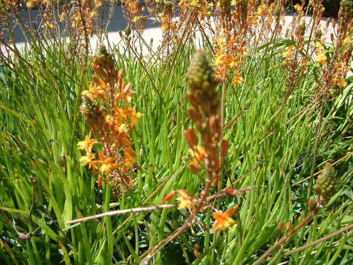 Plant photo of: Bulbine frutescens 'Hallmark'